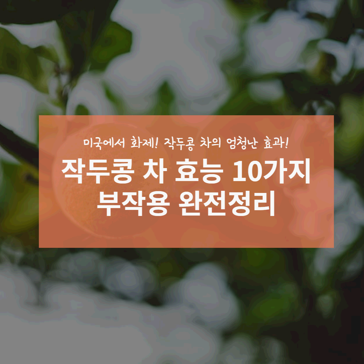 작두콩 차 효능 10가지, 부작용 정리